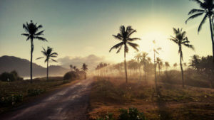 Sun through palm trees